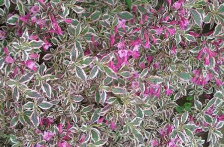 Weigela florida ‘Monet’