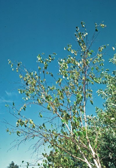 Cime di betulla che stanno seccando