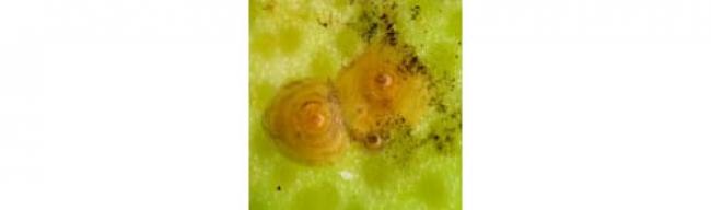 Cocciniglia Aonidiella aurantii‭ 