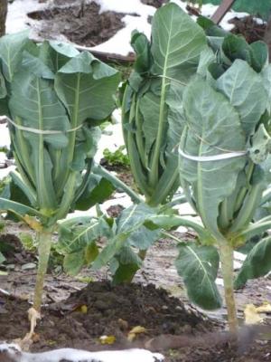 Legare i cavoli in inverno