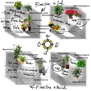 Piante da interno, luce
