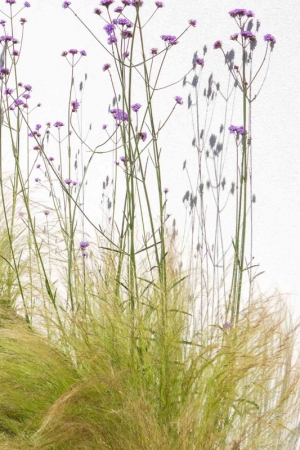 Verbena bonariensis e stipa tenuissima