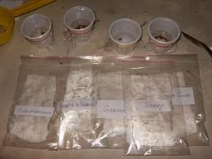 Bustine di semi di rose