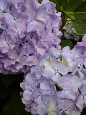 Hydrangea macrophylla‭
