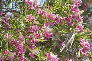 Chilopsis linearis o salice del deserto