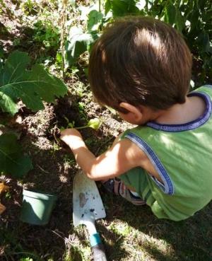 Fiorenzo pianta una Digitalis