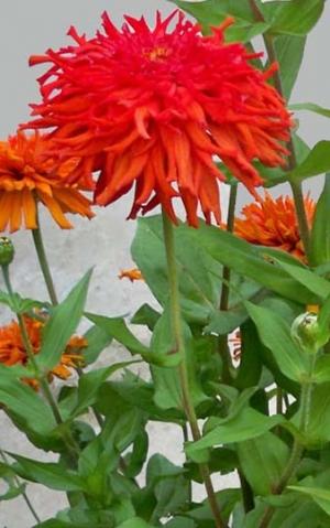 Zinnia elegans 'Cactus'