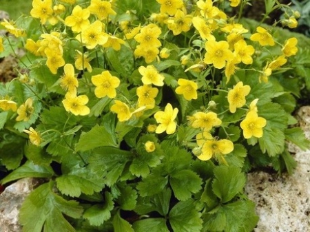 Semplici fiori gialli, piatti, dorati, come i fiori di una fragola.