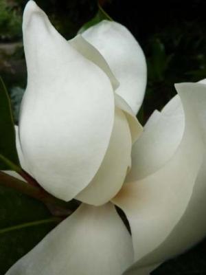 Magnolia grandiflora 'Little Gem'