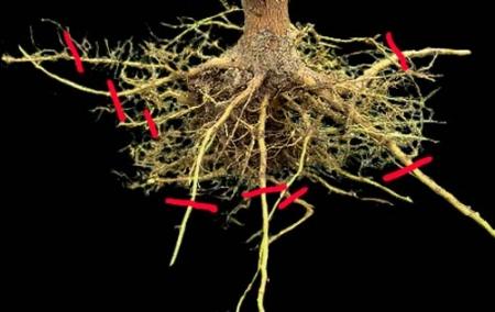 Potatura delle radici