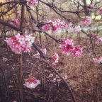 Avatar di Conversazionitraortoegiardino