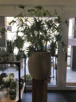 Avatar di Xanadu1425