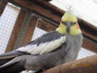 Avatar di alegirovaga