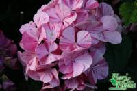 Avatar di rita paoli