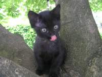 Avatar di manicadioche