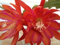 Avatar di teresasemidimela