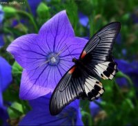 Avatar di Platycodon