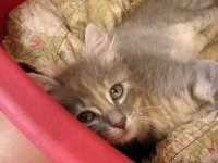 Avatar di brunella62